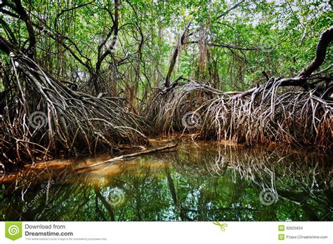 Mangroves In The Delta Of The Tropical River Sri Lanka