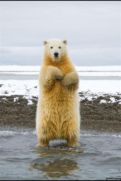 Dancing Polar Bear Meme  My Xxx Hot Girl