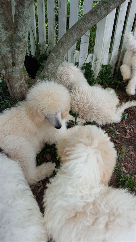 They are brought up in the midst of our home life and have been socialized from day one. A group of Standard poodle puppies at Emerald Coast ...