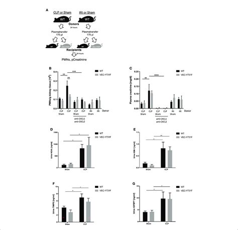 The Pathogenesis Of Clp Induced Aki Relies On Proinflammatory