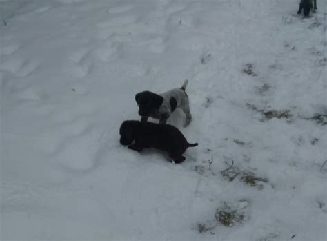 They need quite a bit of exercise and are just as willing to hunt as they are to the webbed feet of the german shorthaired pointer puppies considerably help the animal function beautifully just about anywhere. German Shorthaired Pointer Puppies For Sale | Roosevelt, MN #286574