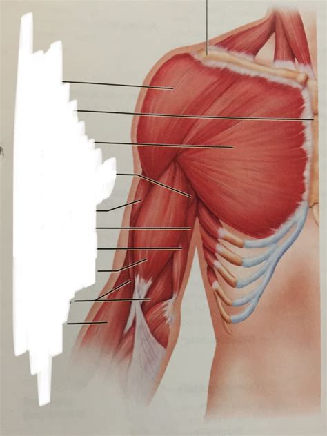 Shoulder And Upper Arm Muscles Anterior View Diagram Quizlet