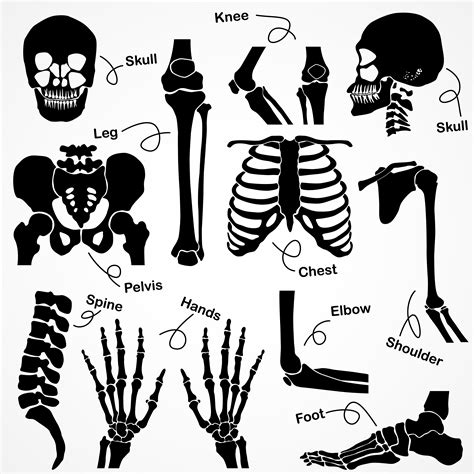 Skeleton Cut Files Skeleton Bones Clipart Svg Skull S