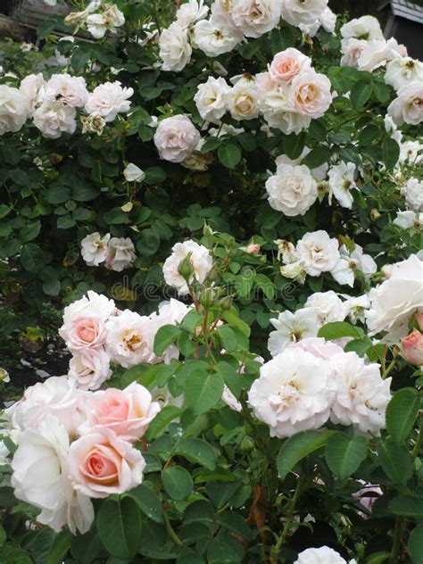 Bright Attractive Nature Pink Rose Flowers Blooming In Summer 2019