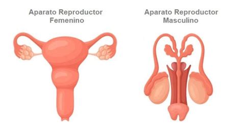 Sistema Reprodutor Humano Caracteristicas Sexiz Pix