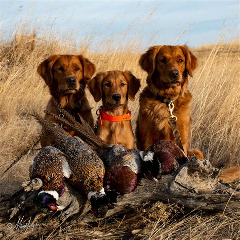 What Kind Of Hunting Dog Is A Golden Retriever