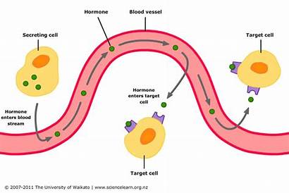 Hormone System Endocrine Action Cells Digestive Hormones