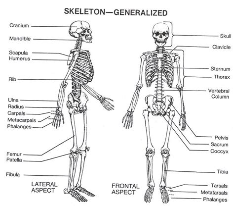 Blank Skeleton Diagram To Label Front And Back Of The Outstanding