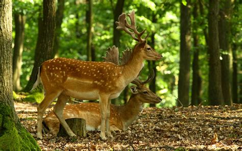 Top 22 Most Beatiful Beautiful Deer Wallpapers In Hd