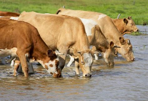 Cows Drinking Water Stock Photo Image Of Cattle Field 37894130
