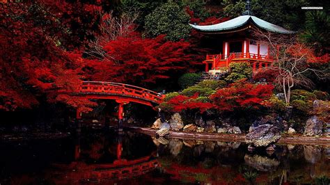 Hd Wallpaper Red Petaled Flowers Temple Japan Pavilion Red Leaves