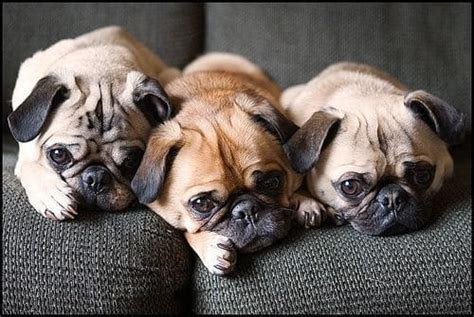 10 Reasons Why Pugs Are The Best