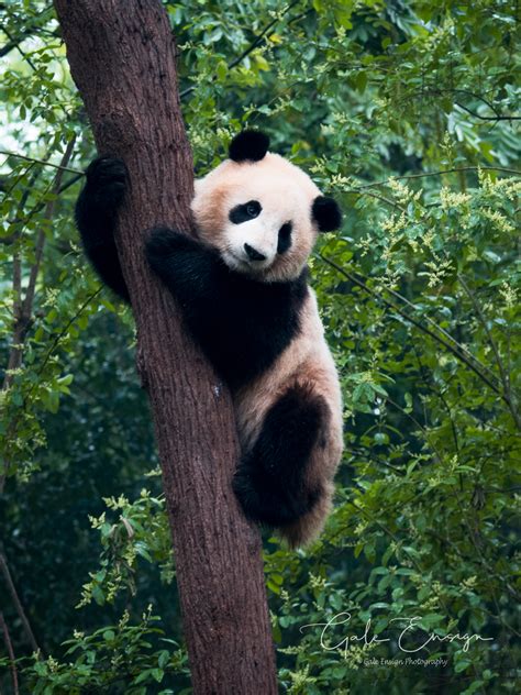 Pandas Up A Tree Fm Forums