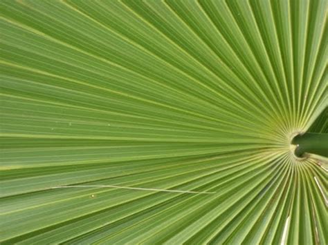 Rambling Moose Palm Frond Picture