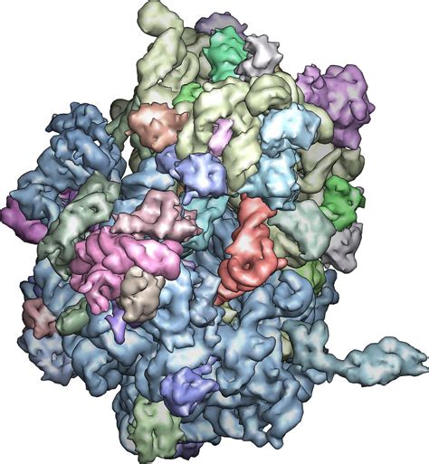 The Structure And Function Of The Ribosome Nih Grantees Ve Flickr