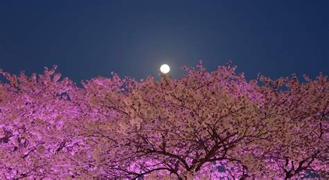 Aprils Pink Supermoon Over Vancouver Will Be The Brightest Of The Year