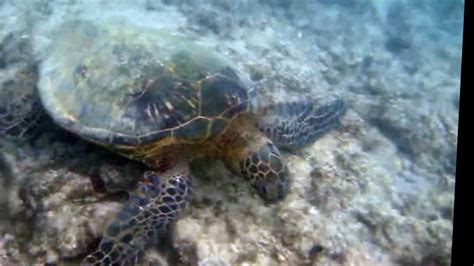 Hawaiian Green Sea Turtles Youtube