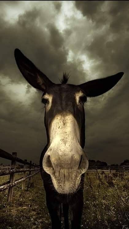 Donkey Cute Animals Animals Beautiful Funny Animals