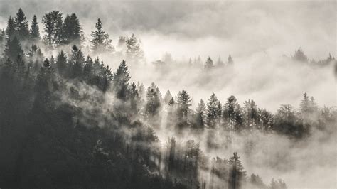 2560x1440 Mist Winter Trees In Mountains 5k 1440p