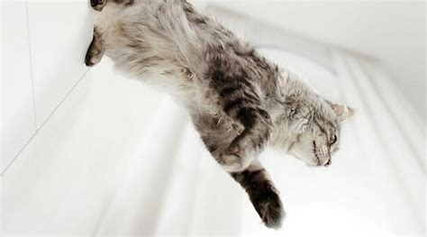 How High Can A Cat Fall How Cats Survive Falls From Extreme Heights