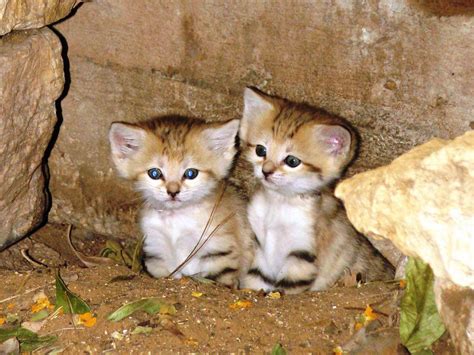 Check Out The Adorable Baby Sand Cats In Israels Ramat Gan Safari