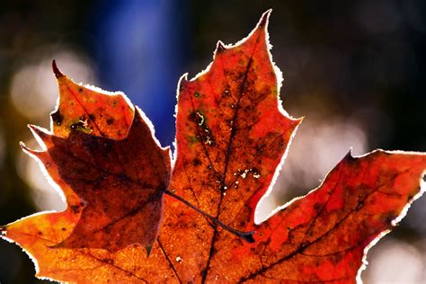 Frosted Autumn Leaves Wallpapers Wallpaper Cave