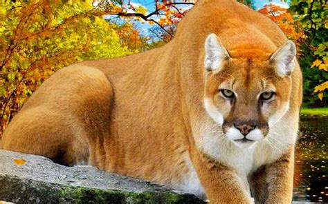 Puma Animal Wallpapers Top Free Puma Animal Backgrounds Wallpaperaccess