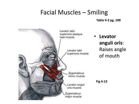 Ppt Muscles Of Facial Expression Lecture 4 Powerpoint Presentation