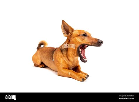 Small Brown Dog Sitting On The Floor Isolated On White Background