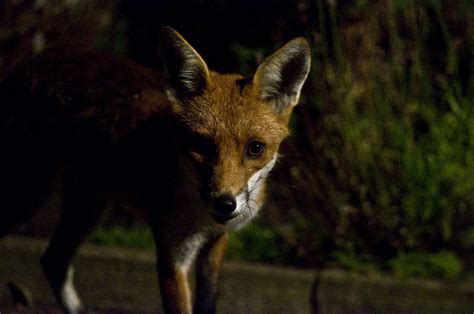 Fox At Night Fox Animals Night
