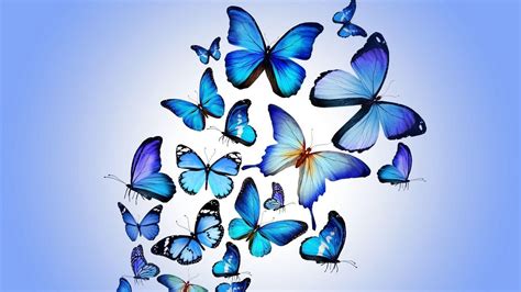 Butterflies Laptop Wallpapers Top Free Butterflies Laptop Backgrounds