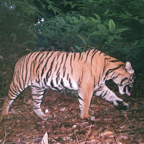 Superstitious Villagers Feared Endangered Sumatran Tiger Was A Shape