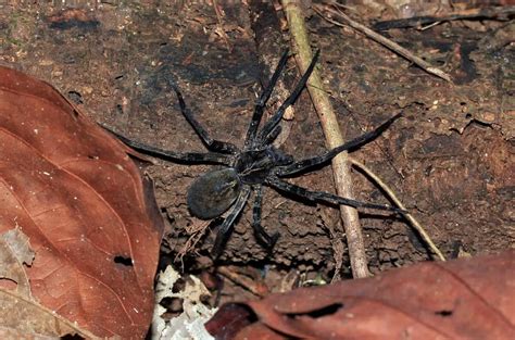 Brazilian Wandering Spider Bite Animals Around The Globe