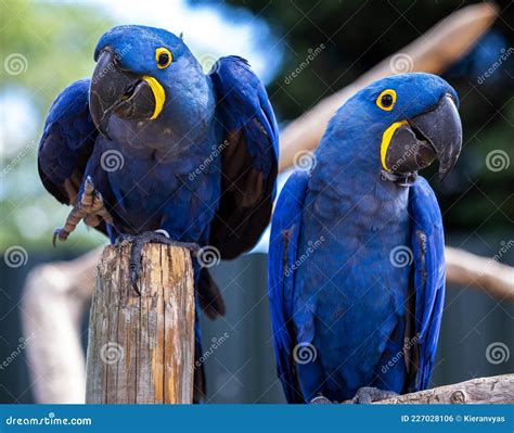 Two Rare Blue And Yellow Hyacinth Macaw Parrots In A Silly Pose Stock