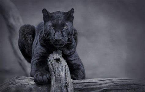 Panther Animal Wallpapers Top Free Panther Animal Backgrounds