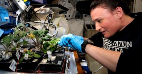 Nasa Astronauts To Grow Plants In Space With No Soil On An Industrial Scale