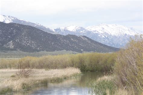 Dispatches from the Wild World: Birding Northern Nevada