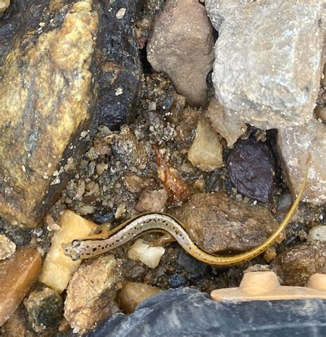 Brook Salamanders From Elkin Nc Us On March At Pm By