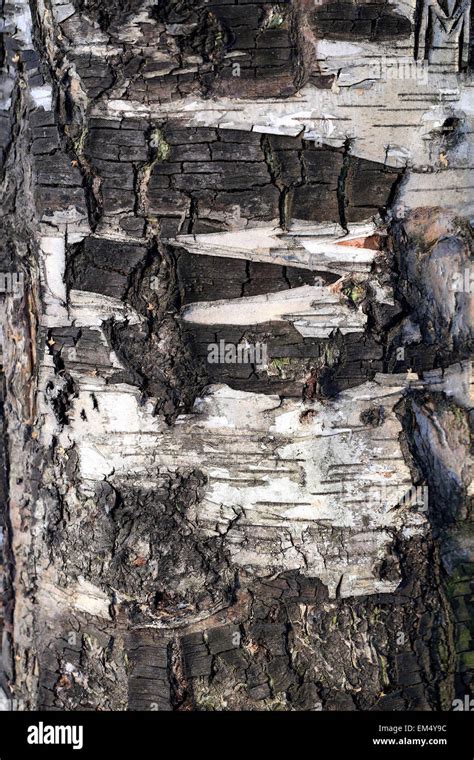 Bark Of The Tree Is Photographed Close Up Stock Photo Alamy