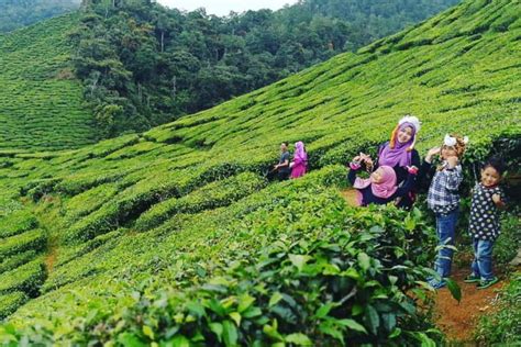 Terkini Senarai Tempat Menarik Di Cameron Highlands 2024 Yg Best