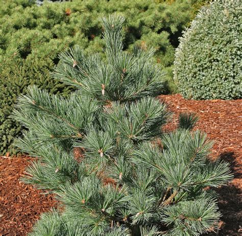 Pinus Strobus Macopin Dwarf White Pine Kigi Nursery