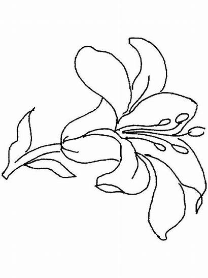 Coloring Pages Flower Lily Flowers Lilies Printable