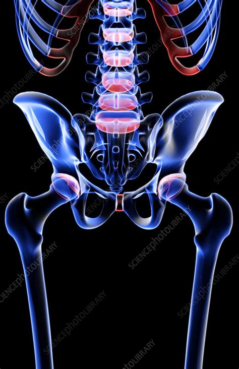 The Bones Of The Pelvis Stock Image F0019519 Science Photo Library