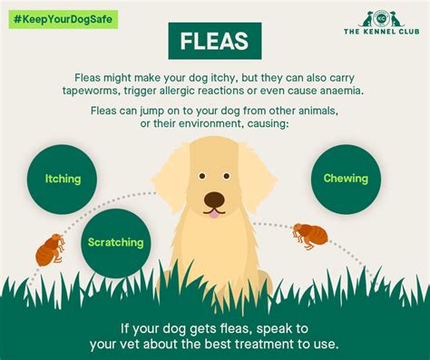 Flea Cycle In Dogs Chart Poster Laminated Pe