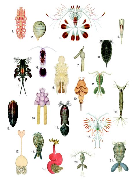Illustration Showing Diversity Of Copepod Forms 1 Philichthys Xiphiae