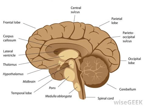 Kajian keratan rentas (juga dikenali sebagai analisis cross sectional) membentuk satu kelas kaedah penyelidikan yang melibatkan pemerhatian beberapa subset dari. Midbrain : Anatomi Otak Misteri Yang Menimbulkan Pelbagai ...