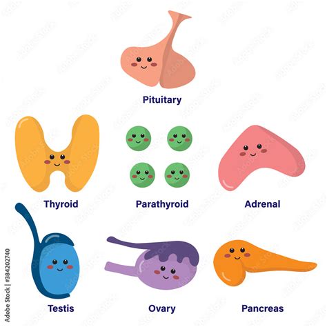 Set Of Glands In Endocrine System Comprised Of Pituitary Thyroid