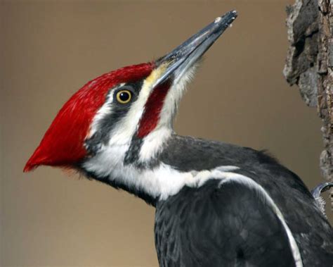 Its excavations also knock a vast amount of wood out of trees, speeding decomposition and nutrient cycling. Pileated Woodpecker
