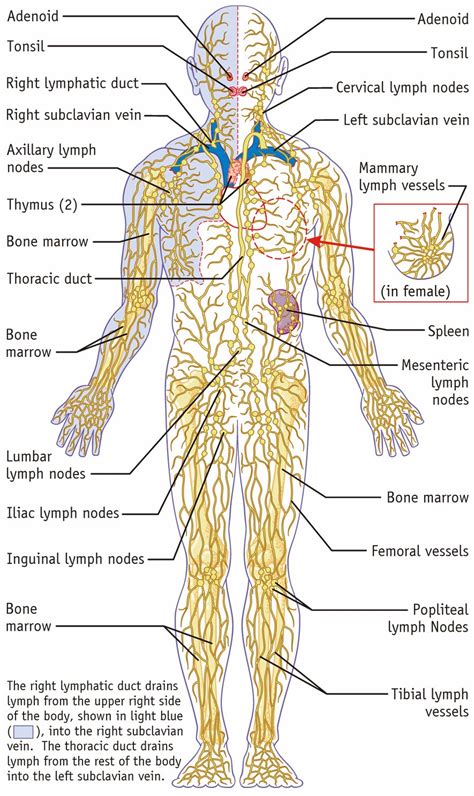 Anatomy And Physiology The Lymphatic System Sarah Wayt
