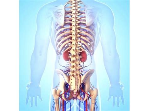 Each kidney is about 4 or 5 inches long, roughly the size of a large fist. Are The Kidneys Located Inside Of The Rib Cage : 10 Habits That Will Seriously Damage Your ...